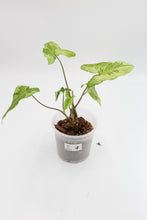 Lade das Bild in den Galerie-Viewer, Syngonium podophyllum &#39;Three Kings&#39; - Root Houseplants
