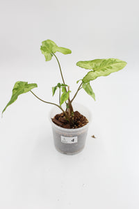 Syngonium podophyllum 'Three Kings' - Root Houseplants