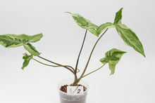 Lade das Bild in den Galerie-Viewer, Syngonium podophyllum &#39;Three Kings&#39; - Root Houseplants
