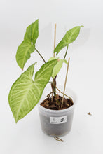 Lade das Bild in den Galerie-Viewer, Syngonium podophyllum &#39;Three Kings&#39; - Root Houseplants
