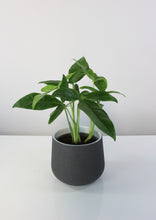 Charger l&#39;image dans la galerie, Syngonium podophyllum &#39;Trileaf Wonder&#39; - Root Houseplants
