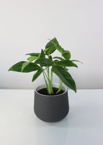 Syngonium podophyllum 'Trileaf Wonder' - Root Houseplants