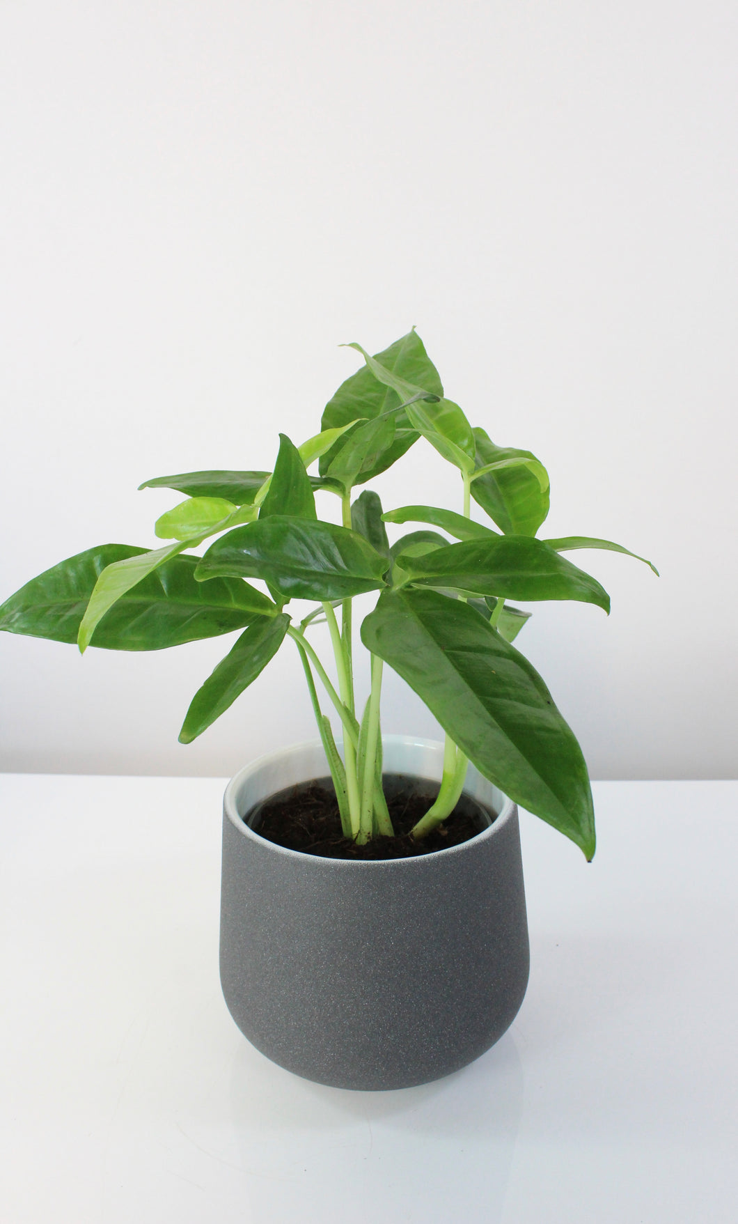 Syngonium podophyllum 'Trileaf Wonder' - Root Houseplants
