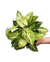 Lade das Bild in den Galerie-Viewer, Syngonium podophyllum &#39;White butterfly&#39; - Root Houseplants
