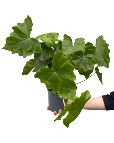 Thaumatophyllum bipinnatifidum 'Shangri-La' - Root Houseplants