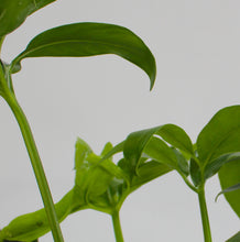 Lade das Bild in den Galerie-Viewer, Thaumatophyllum spruceanum &#39;Green wonder&#39; - Root Houseplants
