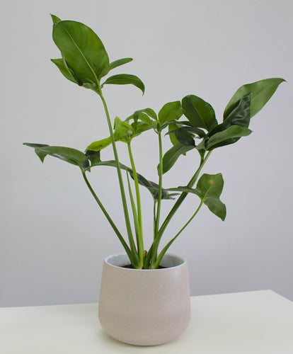 Thaumatophyllum spruceanum 'Green wonder' - Root Houseplants