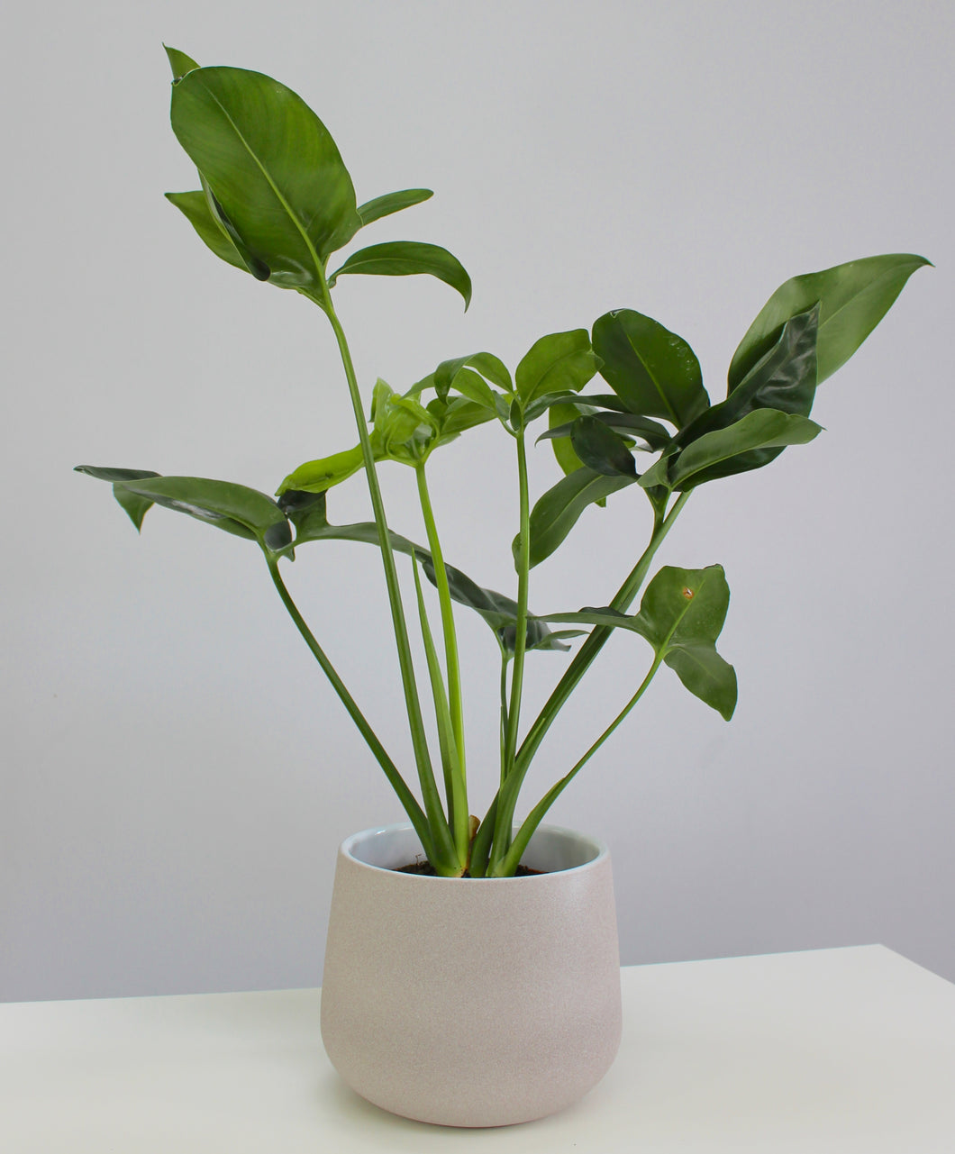 Thaumatophyllum spruceanum 'Green wonder' - Root Houseplants
