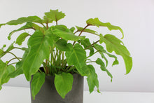 Load image into Gallery viewer, Thaumatophyllum xanadu &#39;Gold&#39; - Root Houseplants
