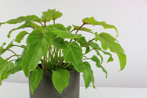 Thaumatophyllum xanadu 'Gold' - Root Houseplants