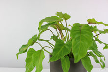 Load image into Gallery viewer, Thaumatophyllum xanadu &#39;Gold&#39; - Root Houseplants
