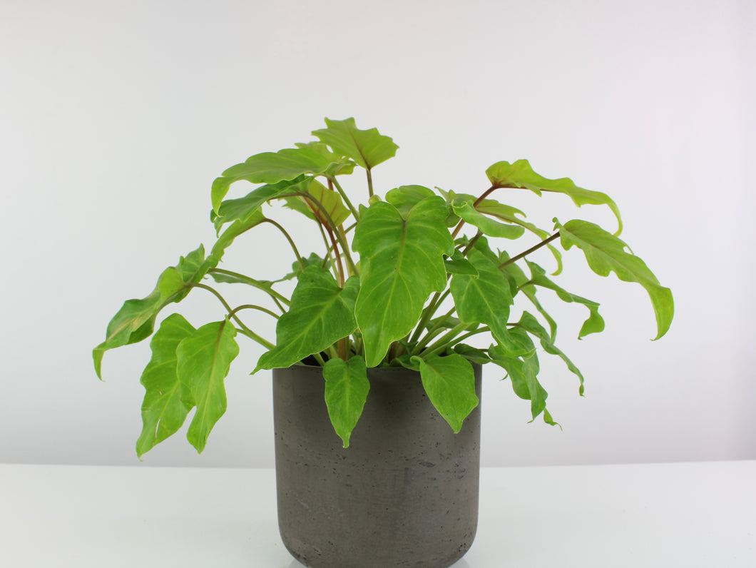 Thaumatophyllum xanadu 'Gold' - Root Houseplants