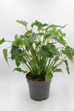 Lade das Bild in den Galerie-Viewer, Thaumatophyllum xanadu - Root Houseplants
