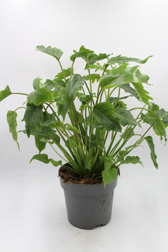 Thaumatophyllum xanadu - Root Houseplants