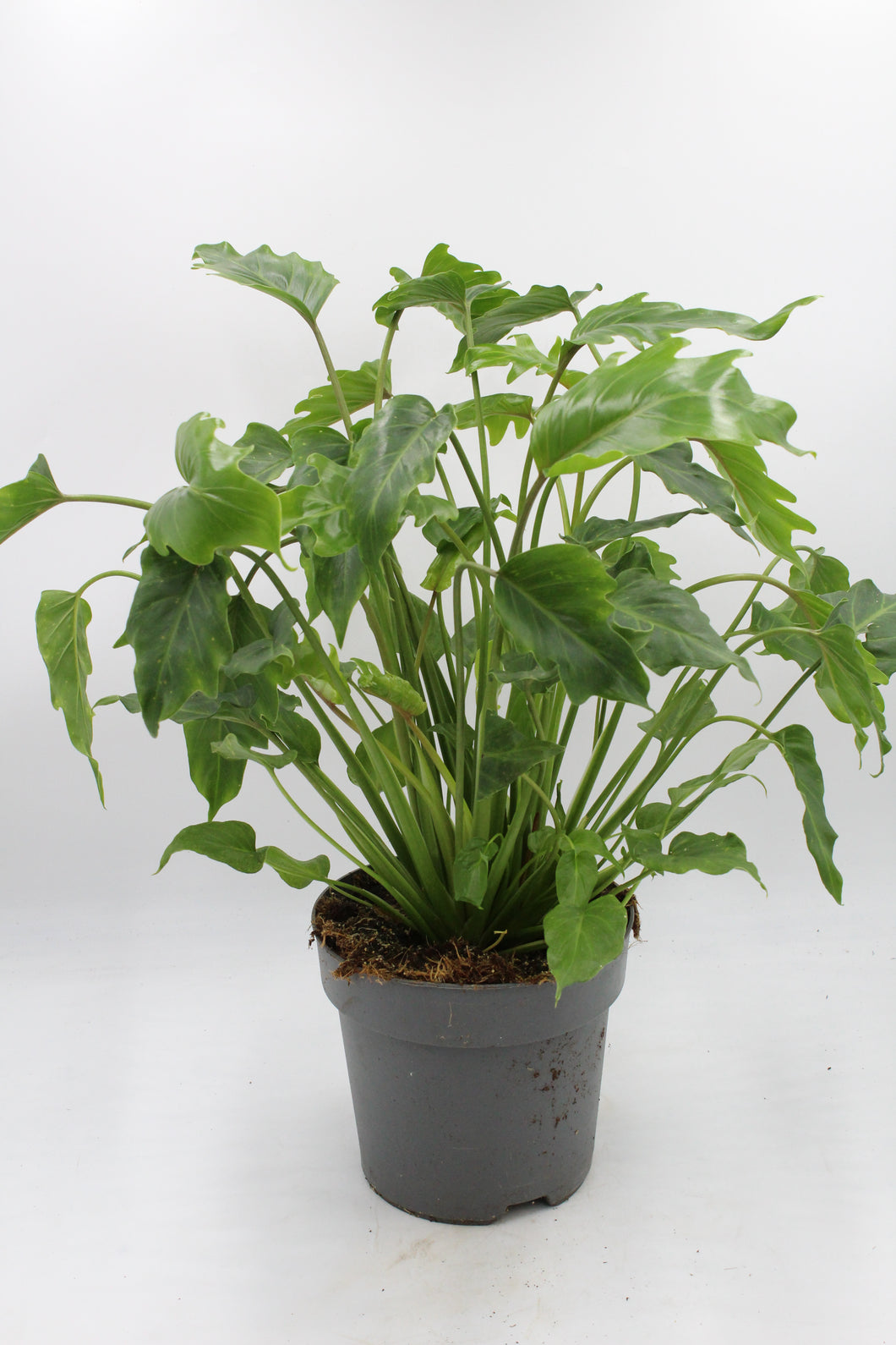 Thaumatophyllum xanadu - Root Houseplants