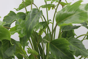 Thaumatophyllum xanadu - Root Houseplants