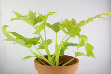 Lade das Bild in den Galerie-Viewer, Thaumatophylum bipinnatifidum &#39;Gold&#39; - Root Houseplants
