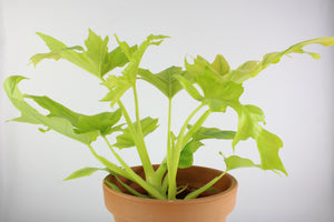 Thaumatophylum bipinnatifidum 'Gold' - Root Houseplants