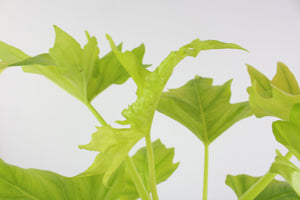 Thaumatophylum bipinnatifidum 'Gold' - Root Houseplants