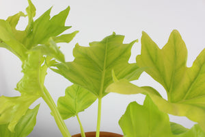 Thaumatophylum bipinnatifidum 'Gold' - Root Houseplants