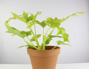 Thaumatophylum bipinnatifidum 'Gold' - Root Houseplants