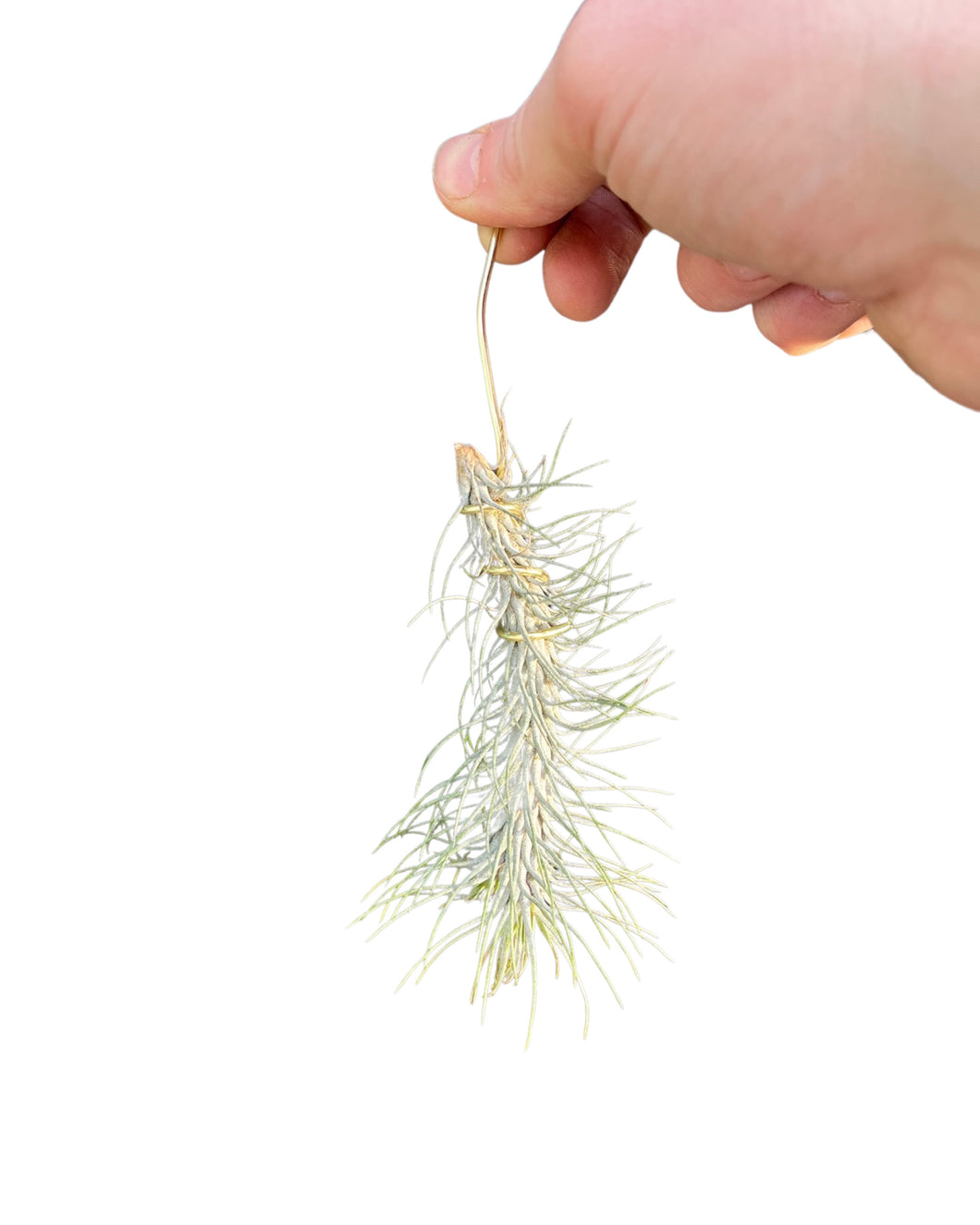 Tillandsia andreana - Root Houseplants