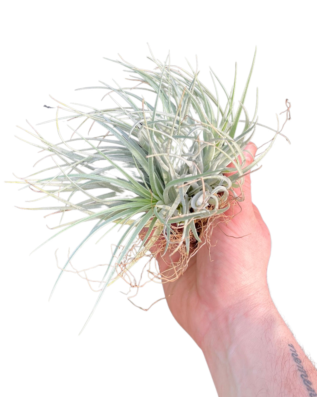 Tillandsia 'Cotton Candy' - Root Houseplants