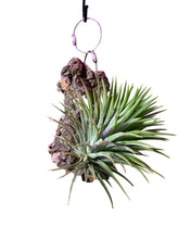 Lade das Bild in den Galerie-Viewer, Tillandsia ionantha - Root Houseplants
