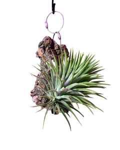 Tillandsia ionantha - Root Houseplants