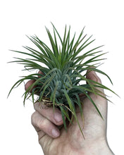 Lade das Bild in den Galerie-Viewer, Tillandsia ionantha - Root Houseplants
