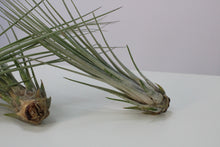 Lade das Bild in den Galerie-Viewer, Tillandsia juncea - Root Houseplants
