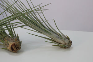Tillandsia juncea - Root Houseplants