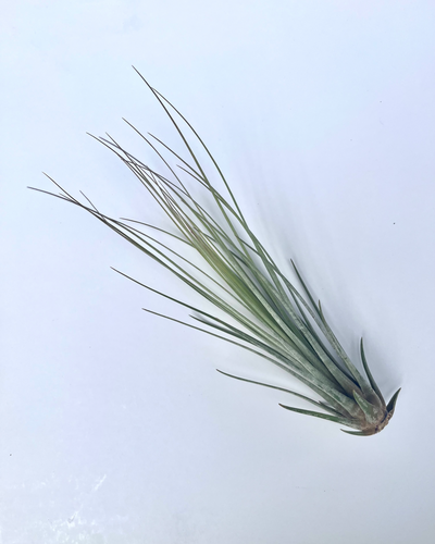 Tillandsia juncea - Root Houseplants