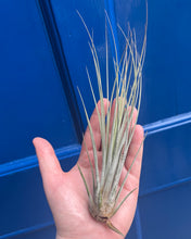 Lade das Bild in den Galerie-Viewer, Tillandsia juncea - Root Houseplants
