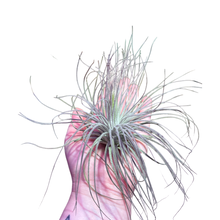 Charger l&#39;image dans la galerie, Tillandsia magnusiana - Root Houseplants
