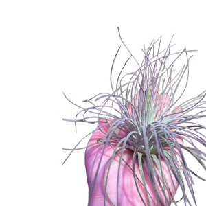Tillandsia magnusiana - Root Houseplants