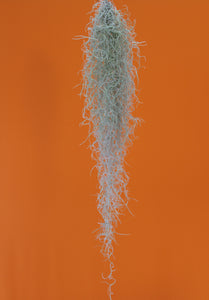 Tillandsia usneoides - Spanish Moss - Root Houseplants