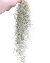 Charger l&#39;image dans la galerie, Tillandsia usneoides - Spanish Moss - Root Houseplants
