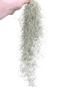Tillandsia usneoides - Spanish Moss - Root Houseplants