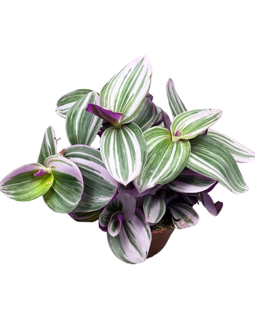 Tradescantia albiflora 'Nanouk'® - Root Houseplants