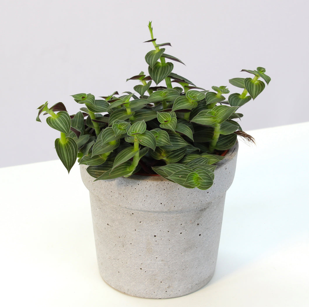 Tradescantia 'Tiana' - Root Houseplants