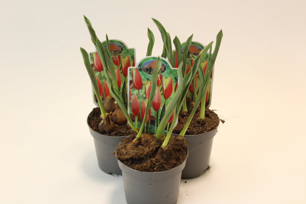 Tulipa linifolia 'Red Hunter' - Root Houseplants