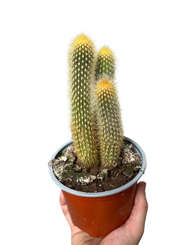 Vatricania guentheri - Root Houseplants