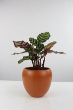 Load image into Gallery viewer, Vinci pot - Root Houseplants

