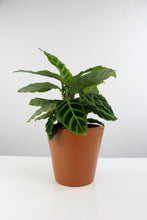 Load image into Gallery viewer, Vinci pot - Root Houseplants
