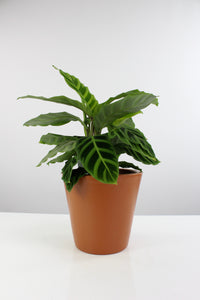Vinci pot - Root Houseplants