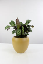 Load image into Gallery viewer, Vinci pot - Root Houseplants
