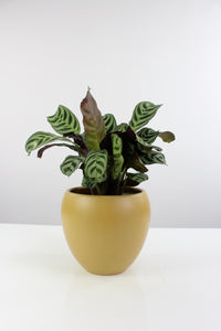 Vinci pot - Root Houseplants