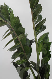 Zamioculcas zamiifolia 'Super Nova' - Root Houseplants