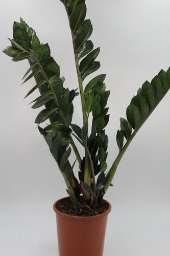 Zamioculcas zamiifolia 'Super Nova' - Root Houseplants